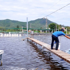 Tăng cường phòng, chống dịch bệnh thủy sản trong mùa mưa bão